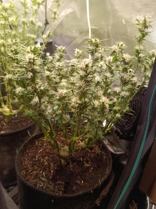 Lemon Cherry Cookies Auto. Week 7