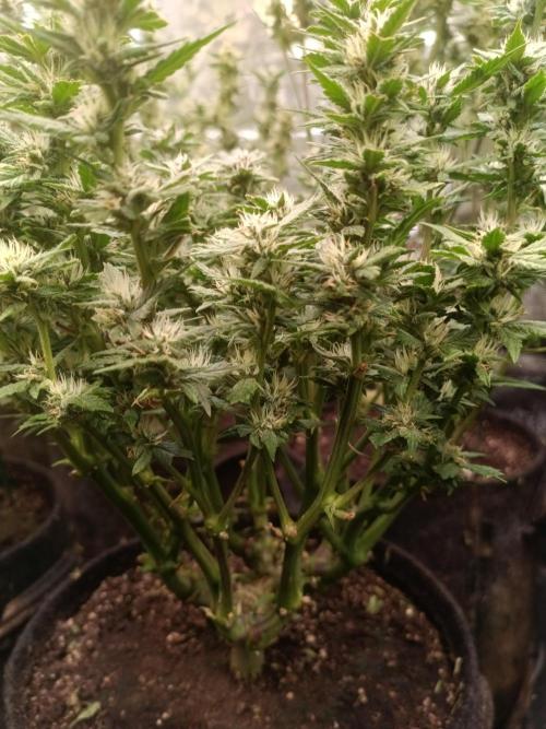 Lemon Cherry Cookies Auto. Week 7
