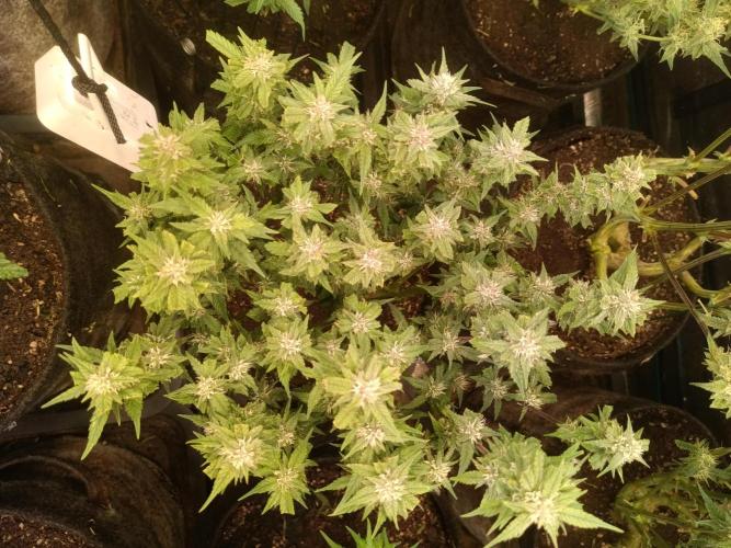 Lemon Cherry Cookies Auto. Week 7