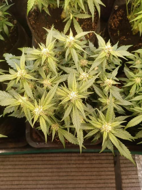 Lemon Cherry Cookies Auto. Week 7
