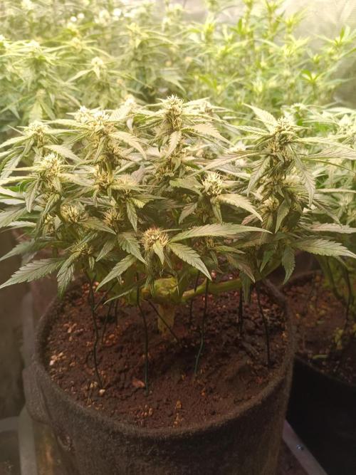 Lemon Cherry Cookies Auto. Week 7