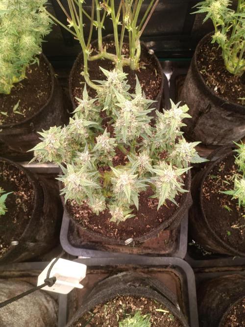 Lemon Cherry Cookies Auto. Week 7
