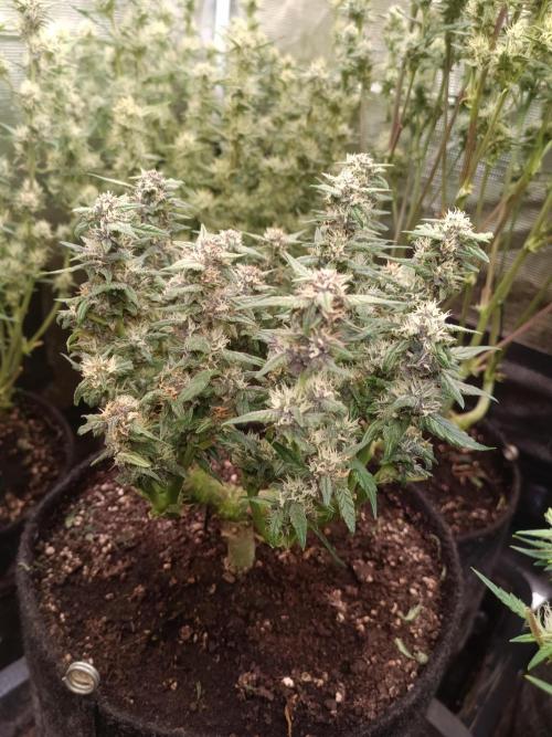 Lemon Cherry Cookies Auto. Week 7