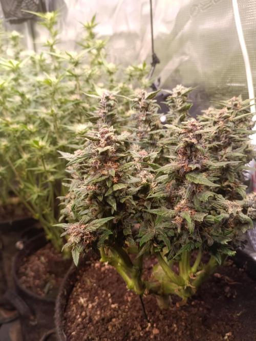 Lemon Cherry Cookies Auto. Week 7