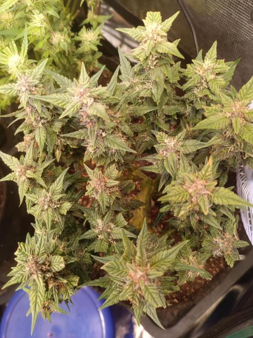 Lemon Cherry Cookies Auto. Week 7