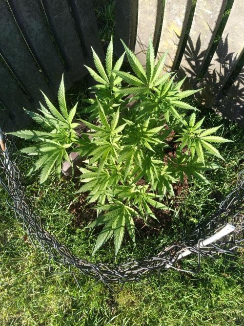 Fat-Bastard Outdoor 🥦👨‍🌾🐝. Week 8