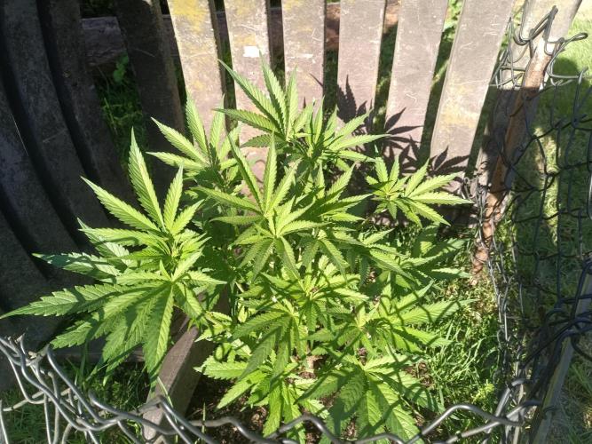 Fat-Bastard Outdoor 🥦👨‍🌾🐝. Week 8
