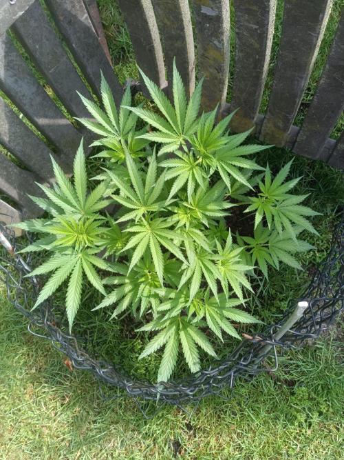 Fat-Bastard Outdoor 🥦👨‍🌾🐝. Week 8