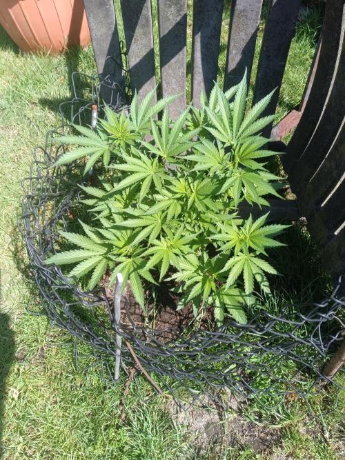 Fat-Bastard Outdoor 🥦👨‍🌾🐝. Week 8