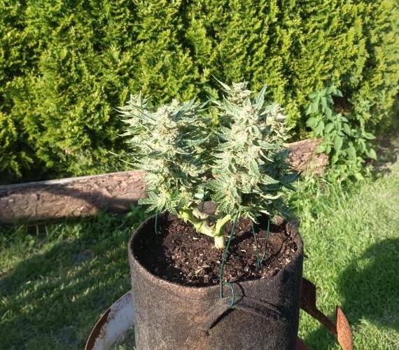 Dankberry Outdoor 🥦👨‍🌾🐝. Week 8