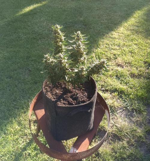Dankberry Outdoor 🥦👨‍🌾🐝. Week 8