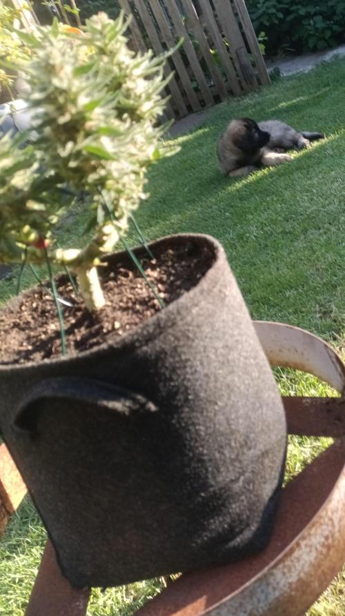 Dankberry Outdoor 🥦👨‍🌾🐝. Week 8