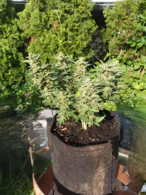 Dankberry Outdoor 🥦👨‍🌾🐝. Week 8