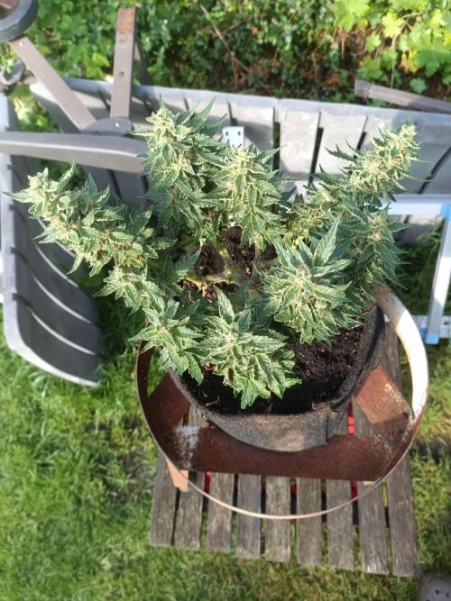 Dankberry Outdoor 🥦👨‍🌾🐝. Week 8
