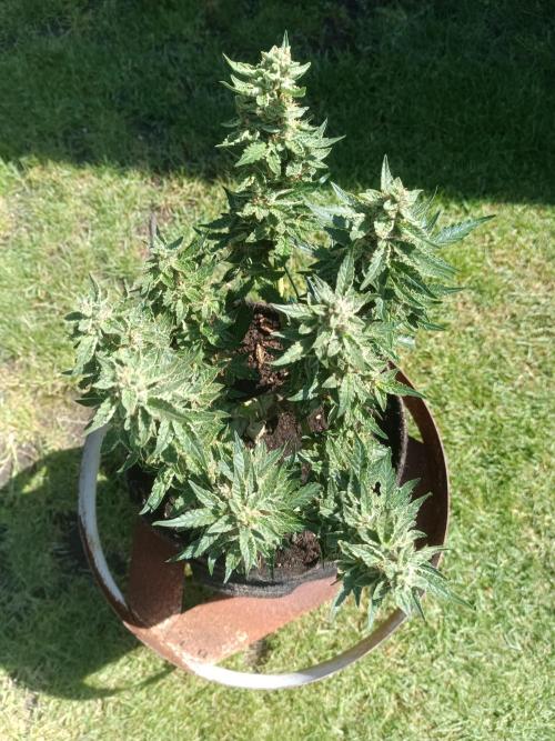 Dankberry Outdoor 🥦👨‍🌾🐝. Week 8