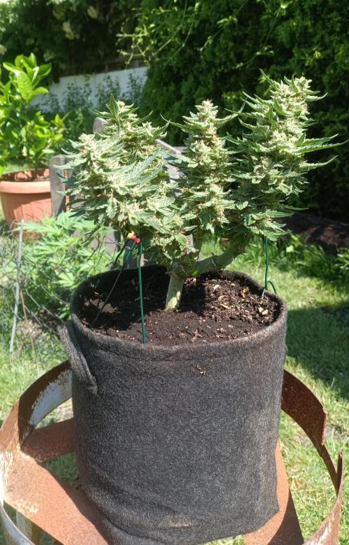 Dankberry Outdoor 🥦👨‍🌾🐝. Week 8
