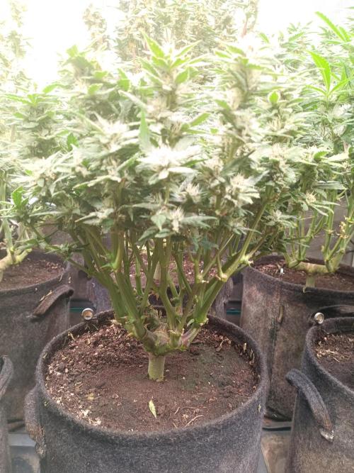 Lemon Cherry Cookies Auto. Week 8