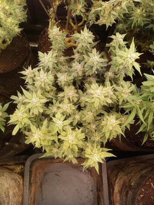 Lemon Cherry Cookies Auto. Week 8