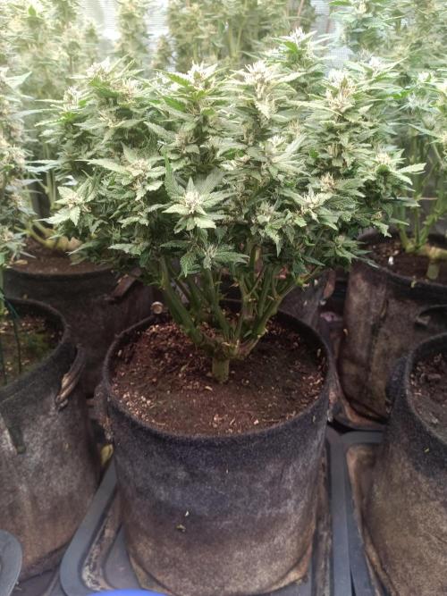Lemon Cherry Cookies Auto. Week 8
