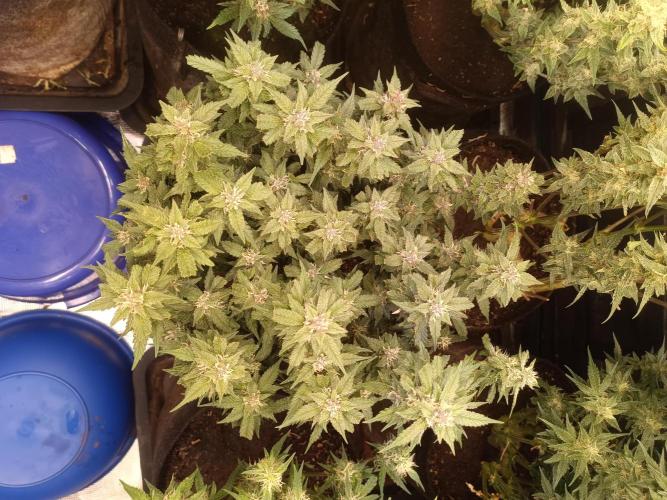 Lemon Cherry Cookies Auto. Week 8