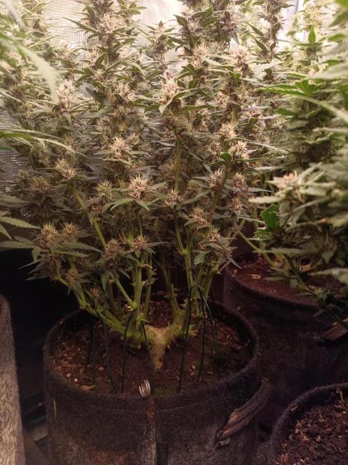Lemon Cherry Cookies Auto. Week 8