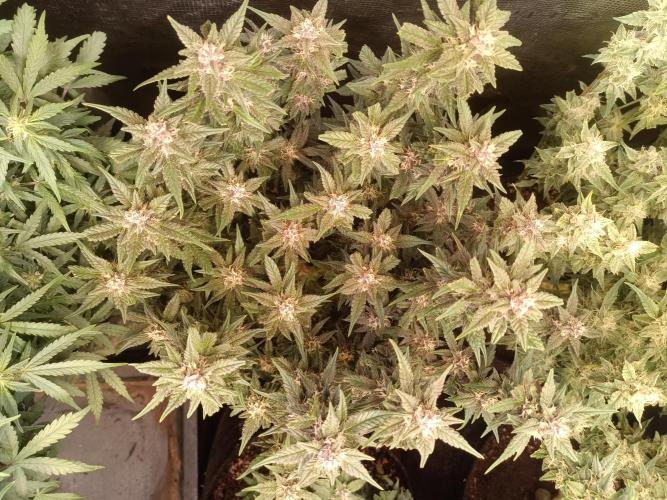 Lemon Cherry Cookies Auto. Week 8