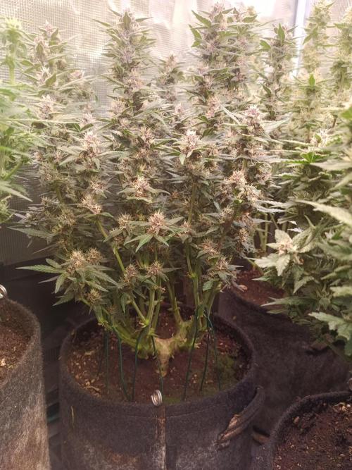 Lemon Cherry Cookies Auto. Week 8