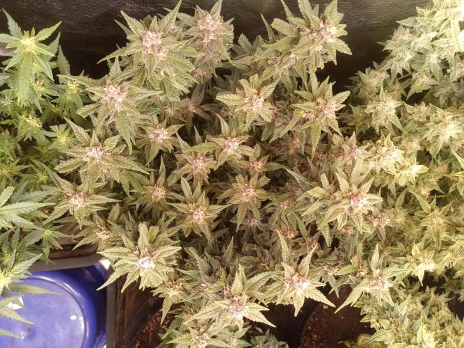 Lemon Cherry Cookies Auto. Week 8