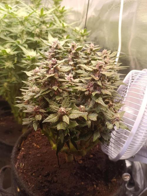 Lemon Cherry Cookies Auto. Week 8