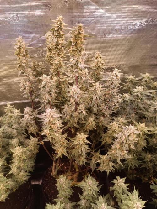 Purple People Eater Auto. Week 8