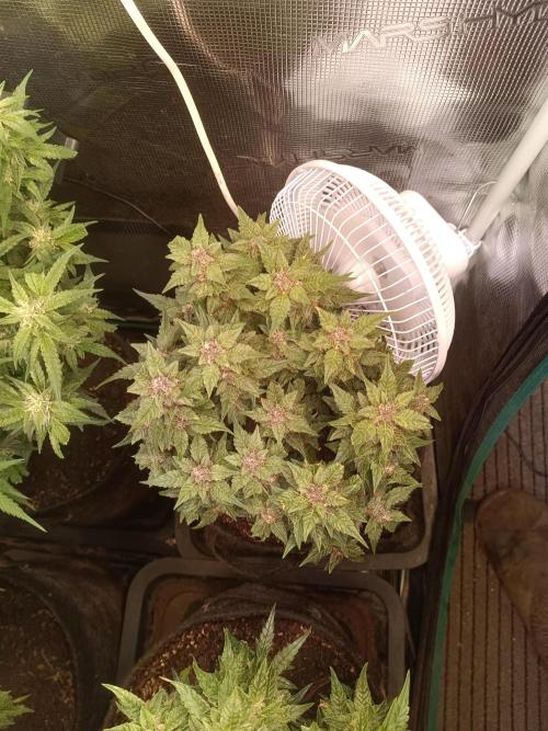 Lemon Cherry Cookies Auto. Week 8