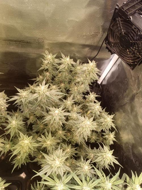 Purple People Eater Auto. Week 8
