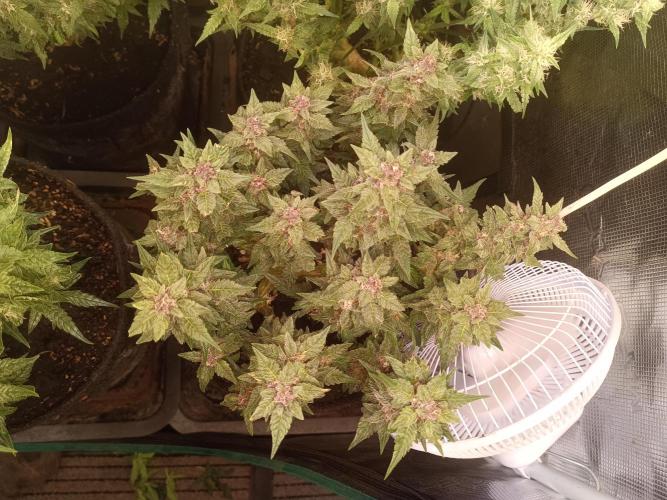 Lemon Cherry Cookies Auto. Week 8