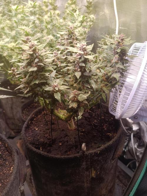 Lemon Cherry Cookies Auto. Week 8