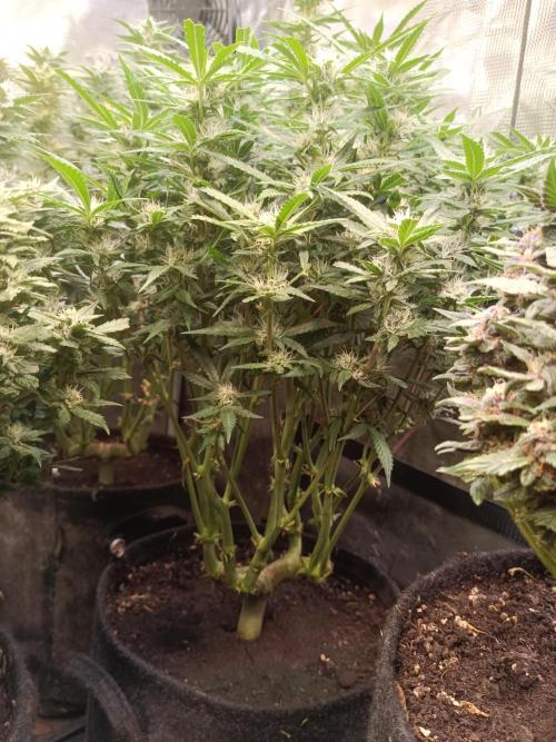 Purple People Eater Auto. Week 8