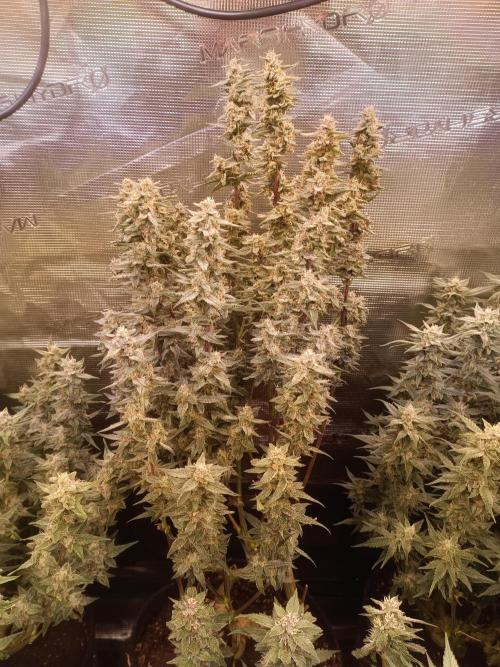 Purple People Eater Auto. Week 8
