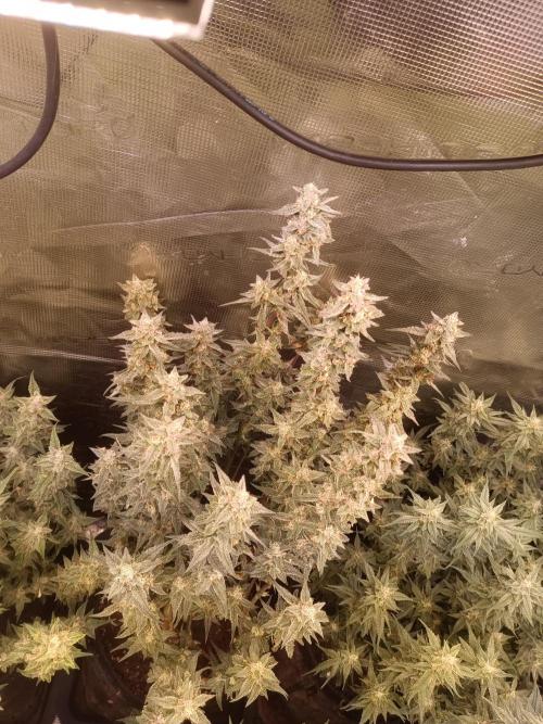 Purple People Eater Auto. Week 8
