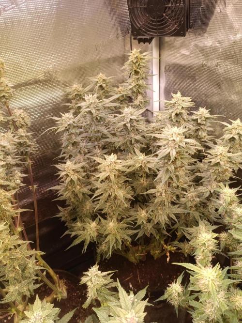 Purple People Eater Auto. Week 8