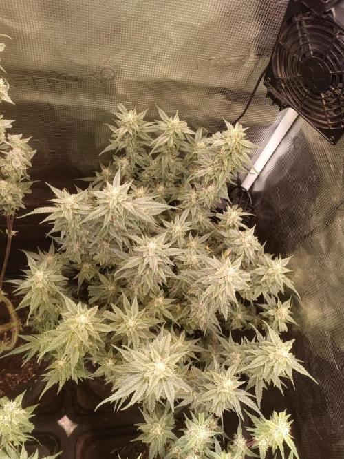 Purple People Eater Auto. Week 8