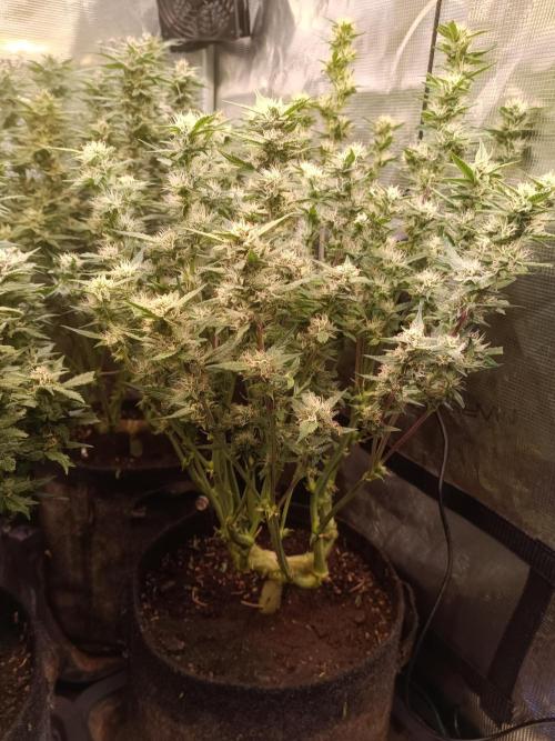 Purple People Eater Auto. Week 8