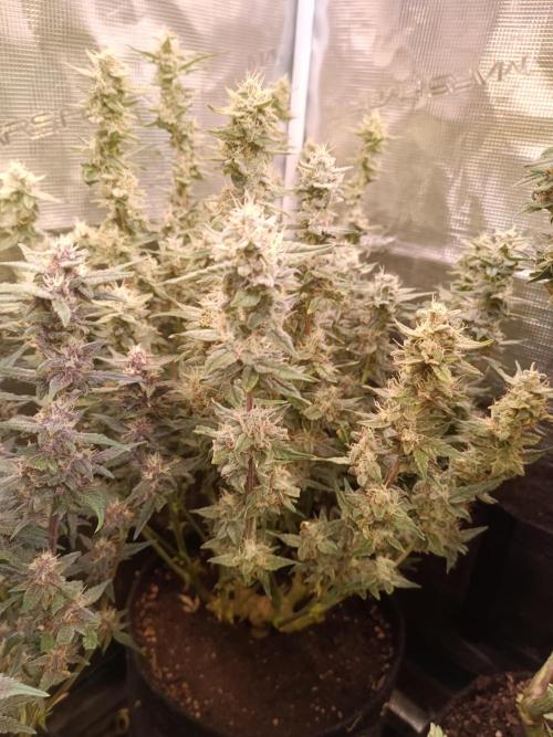 Dankberry Auto-Deep Pots, Full Potential. Week 8