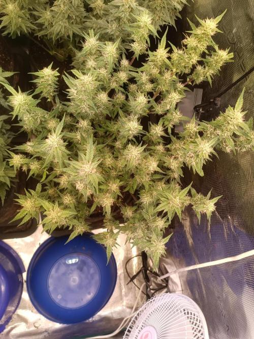 Purple People Eater Auto. Week 8