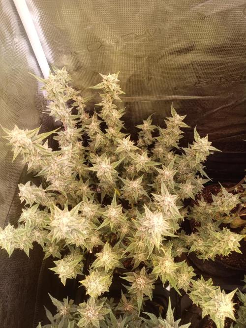 Dankberry Auto-Deep Pots, Full Potential. Week 8
