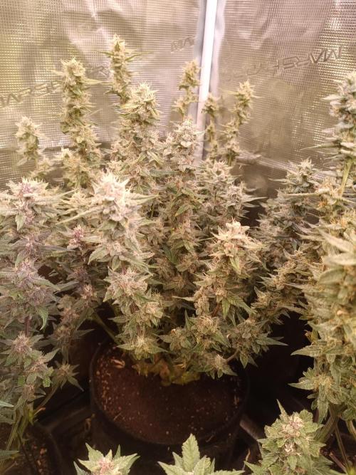 Dankberry Auto-Deep Pots, Full Potential. Week 8