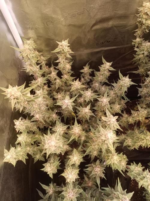 Dankberry Auto-Deep Pots, Full Potential. Week 8