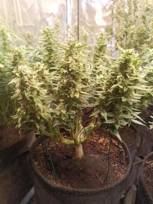 Dankberry Auto-Deep Pots, Full Potential. Week 8