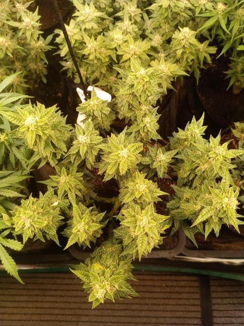 Dankberry Auto-Deep Pots, Full Potential. Week 8