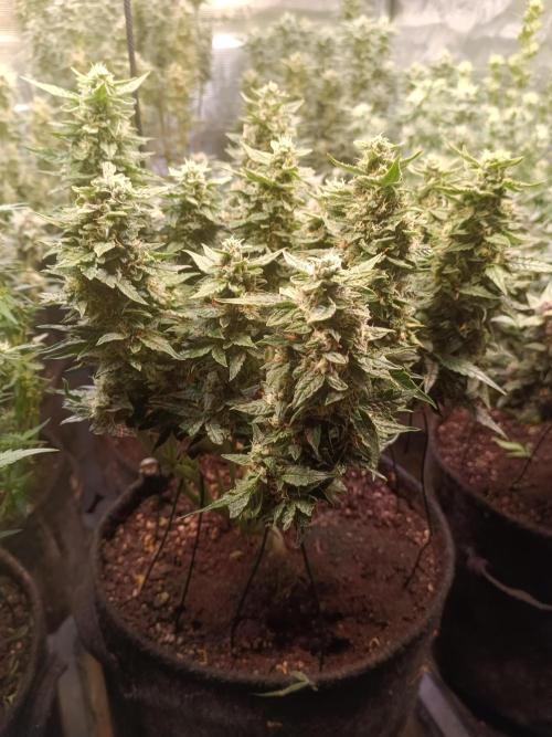 Dankberry Auto-Deep Pots, Full Potential. Week 8