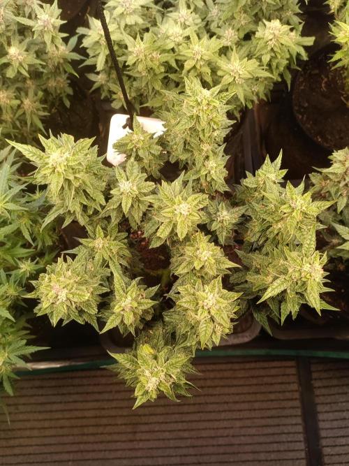 Dankberry Auto-Deep Pots, Full Potential. Week 8