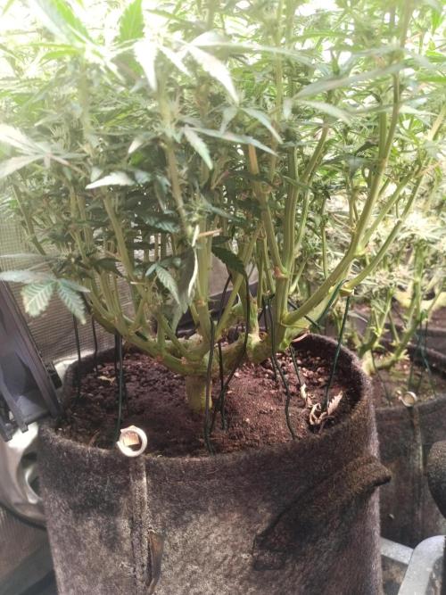 Dankberry Auto-Deep Pots, Full Potential. Week 8